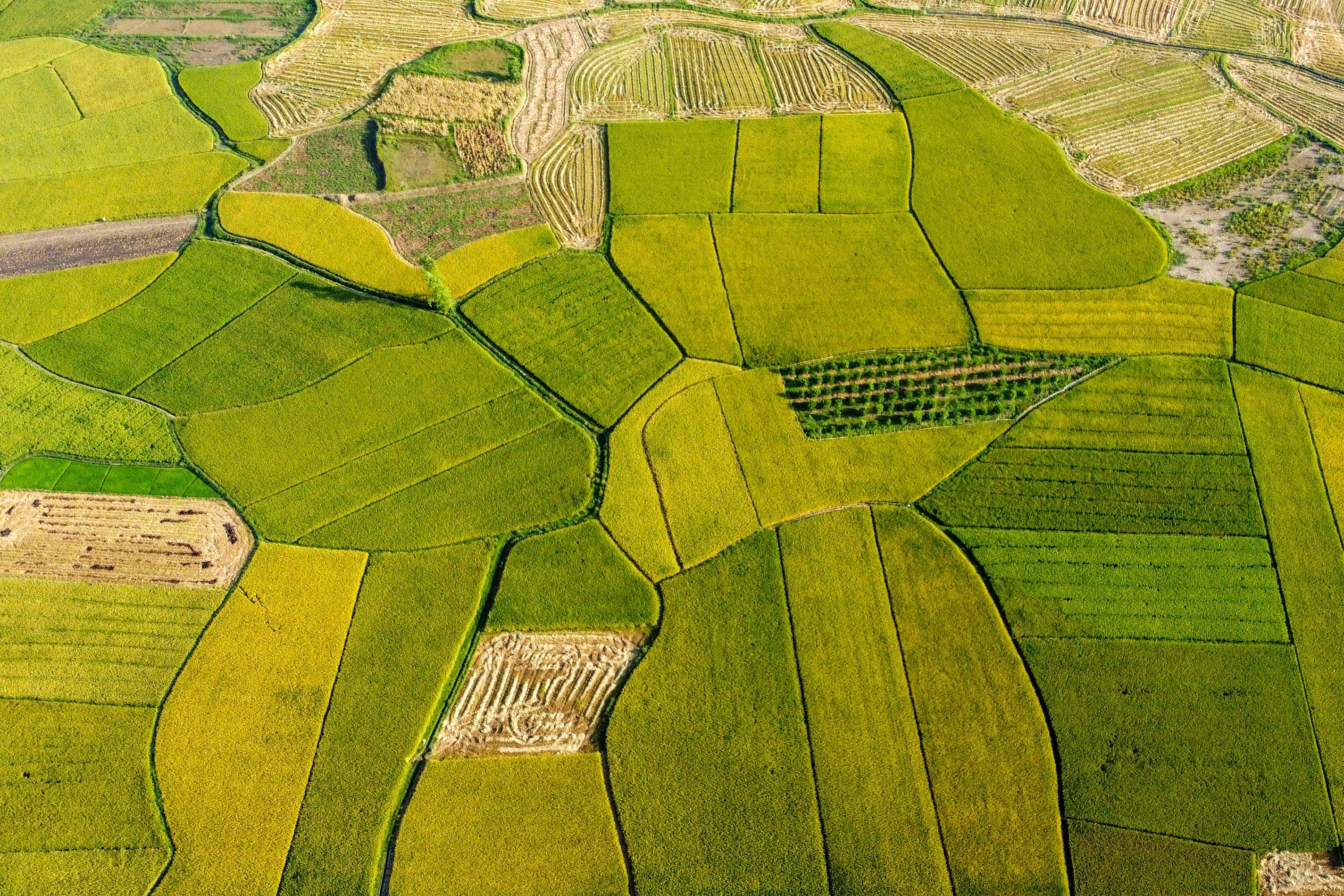 Platform nutrisi tanaman lewat foto daun di Indonesia.